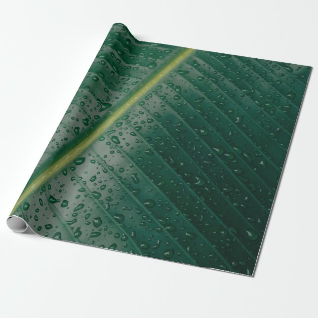 Water droplets on banana leaf wrapping paper (Unrolled)