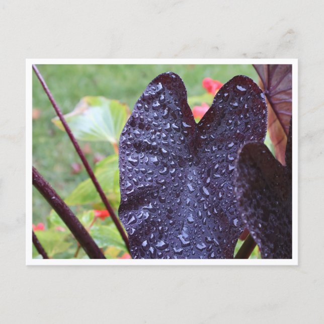 Water Droplets on Dark Leaf Botanical Postcard (Front)