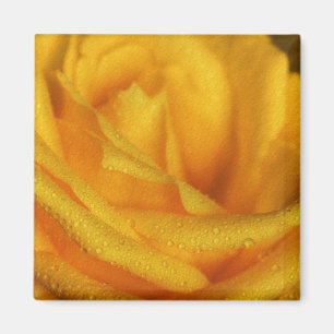 Water Droplets on Elegant Yellow Rose Magnet