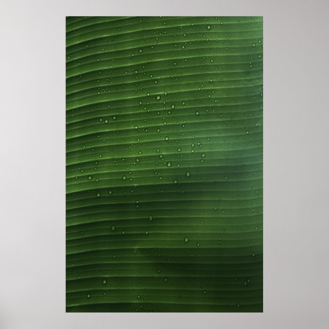 Water droplets on green leaf poster (Front)