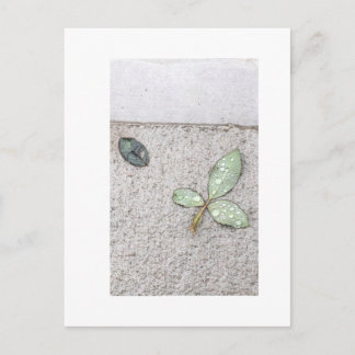 Water droplets on leaves photography postcard