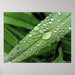 Water Droplets. Poster