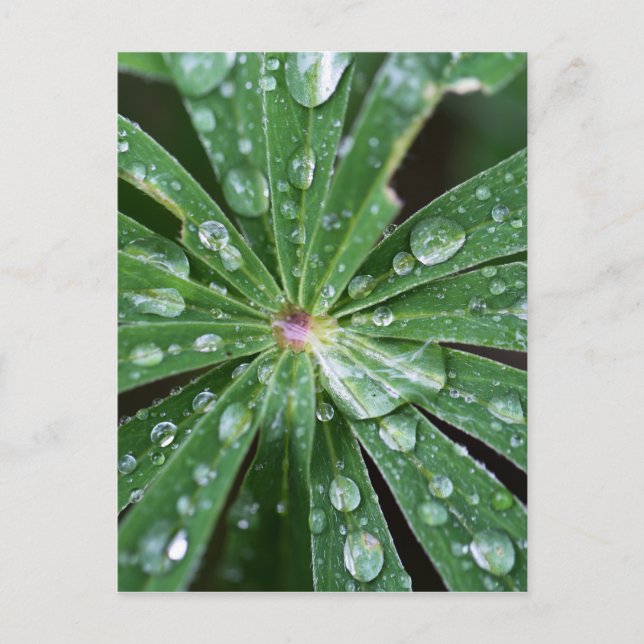 Water drops on a leaf. postcard (Front)