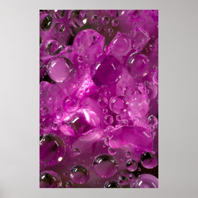 Water drops on flower, California Poster (Front)