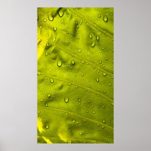 Water drops on green leaf poster