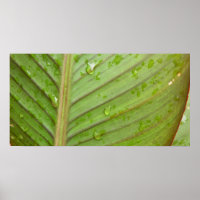 Water Drops on Leaf Photo