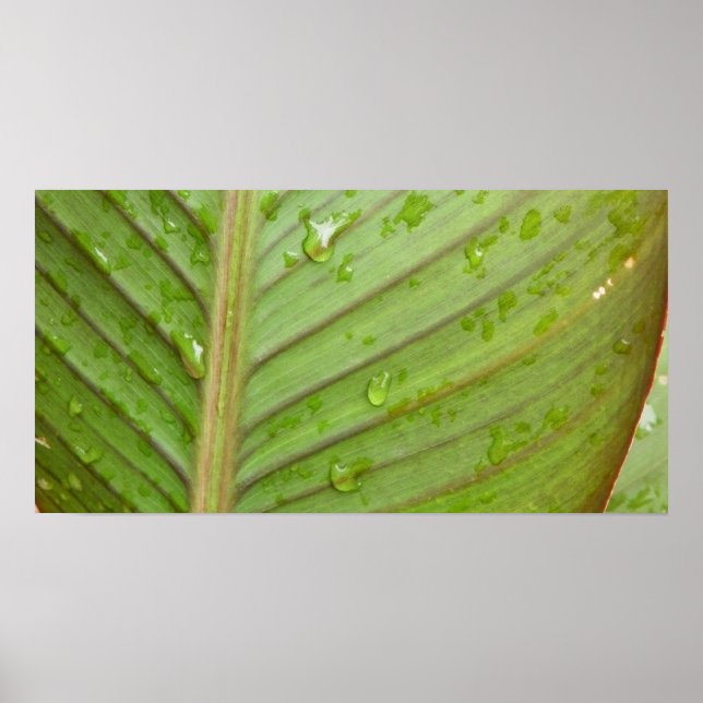 Water Drops on Leaf Photo Poster (Front)