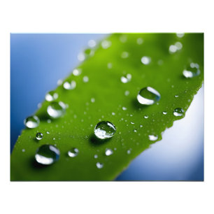 Water drops on leaves photo print