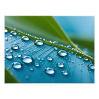 Water drops on leaves
