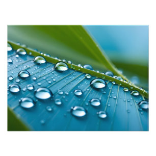 Water drops on leaves photo print