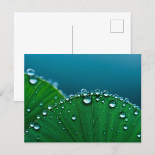 Water drops on leaves postcard