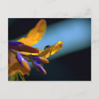 Water Drops On Petals Postcard
