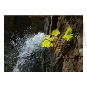 Water Falls