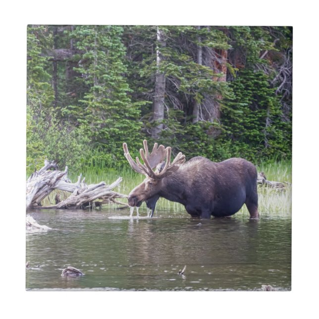 Water Feeding Moose Ceramic Tile (Front)