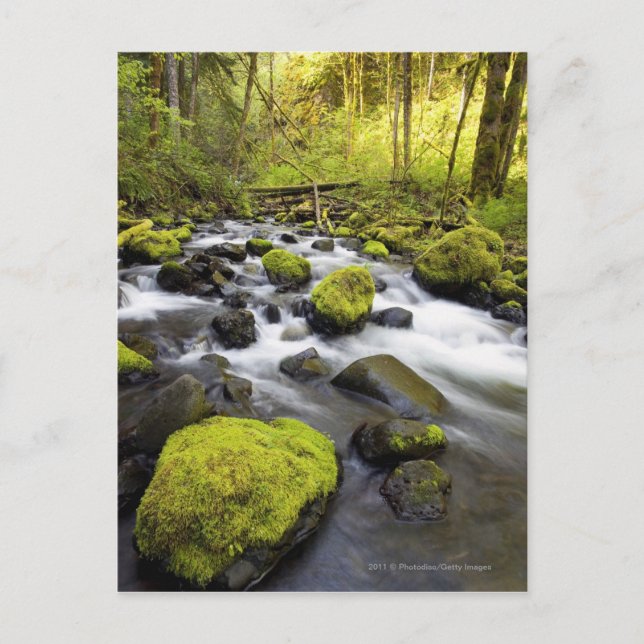 Water Flowing By Moss Covered Rocks In A Stream Postcard (Front)