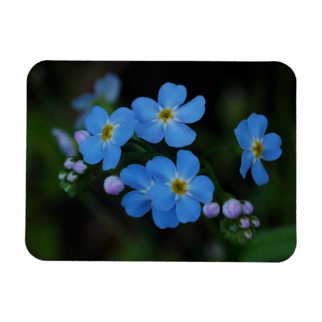 Water Forget-Me-Not Flowers Magnet (Horizontal)