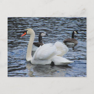 Water Fowl ~ postcard