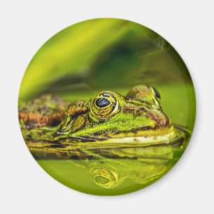 water frog magnet