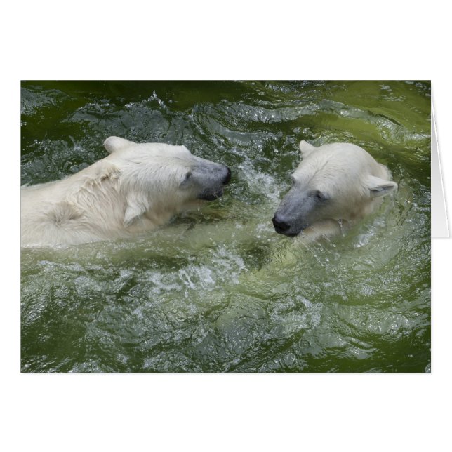 Water Fun Polar Bears (Front Horizontal)