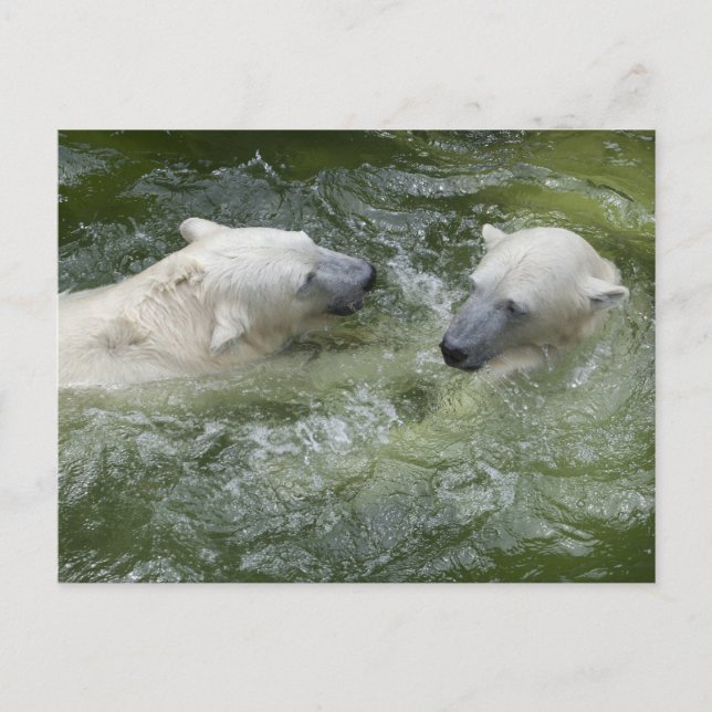 Water Fun Polar Bears Postcard (Front)