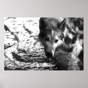 Water Hole Poster