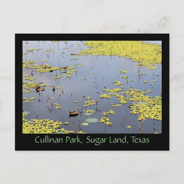 Water Hyacinth At Cullinan Park, Sugar Land, Texas Postcard (Front)