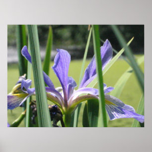 Water Iris on Pond Poster