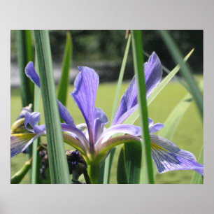 Water Iris on Pond Poster