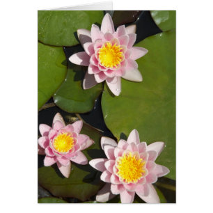 Water lilies