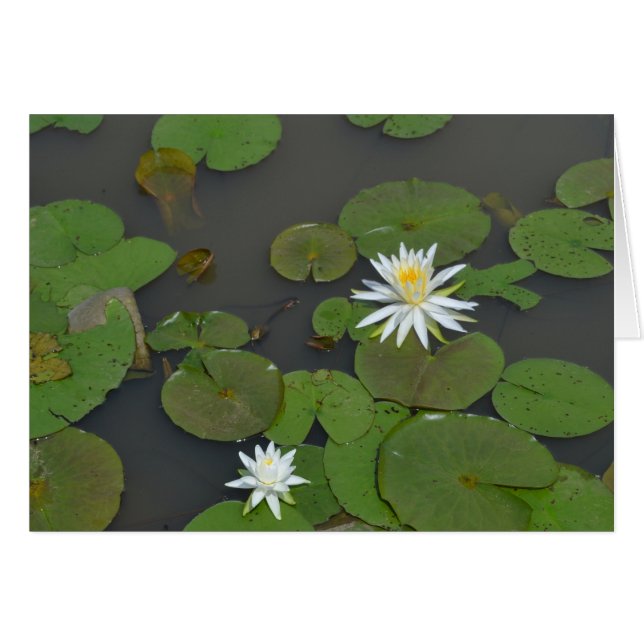 Water Lilies (Front Horizontal)