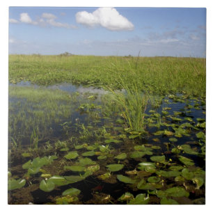 Water lilies and sawgrass in Florida everglades Ceramic Tile