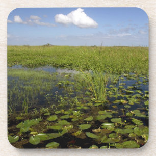 Water lilies and sawgrass in Florida everglades Coaster