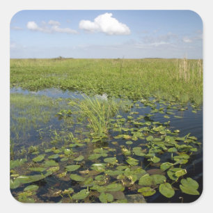 Water lilies and sawgrass in Florida everglades Square Sticker