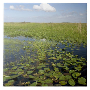 Water lilies and sawgrass in Florida everglades Tile