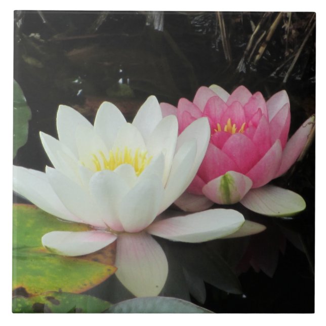 WATER LILIES by SHARON SHARPE Tile (Front)