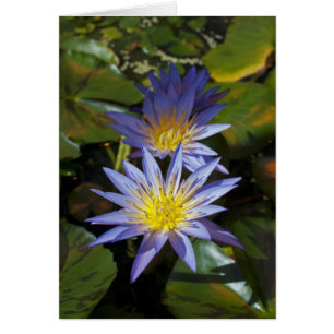 Water Lilies Card