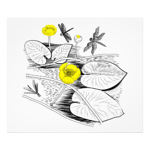 Water-lilies engraving photo print