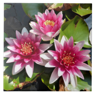 Water Lilies in bloom Ceramic Tile