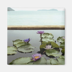 Water lilies in pond by ocean magnet