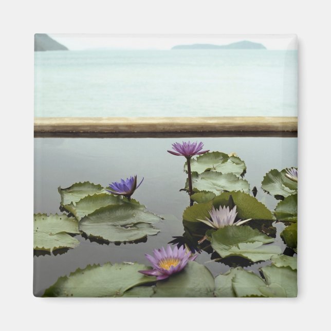 Water lilies in pond by ocean magnet (Front)