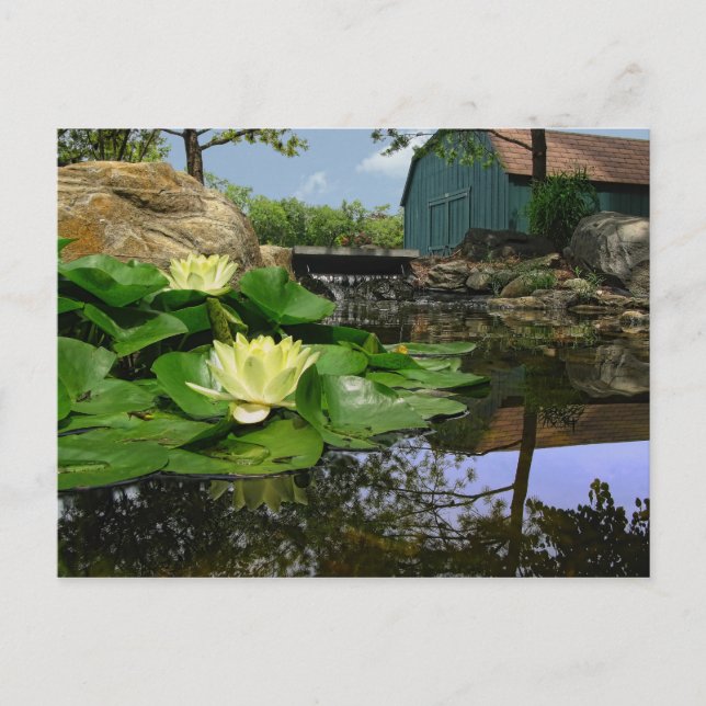 Water Lilies in Pond Postcard (Front)