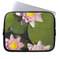 Water lilies