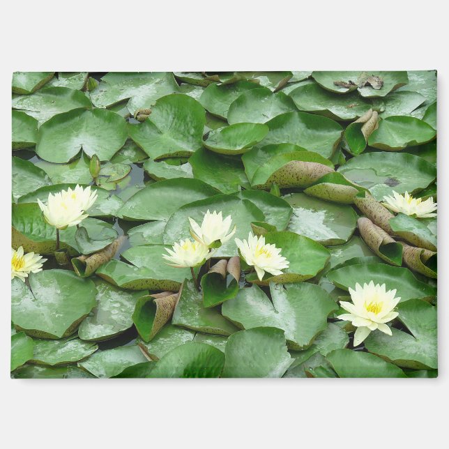 Water Lilies Magnet (Front)