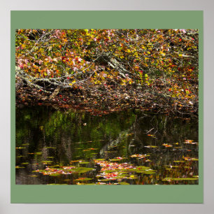 Water Lilies Photo Poster