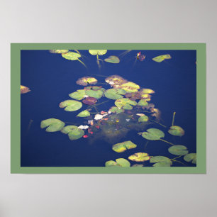 Water Lilies Photo Poster