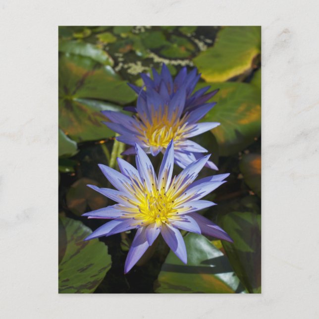 Water Lilies Postcard (Front)