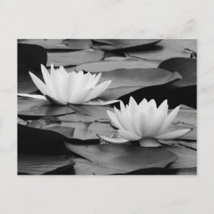 Water Lilies Postcard