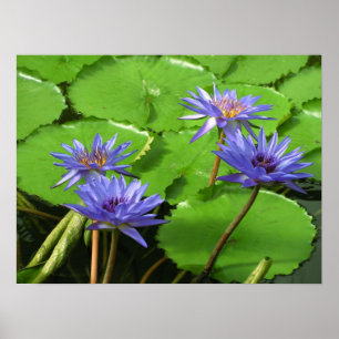 Water lilies Poster