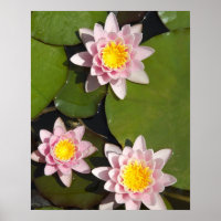 Water lilies