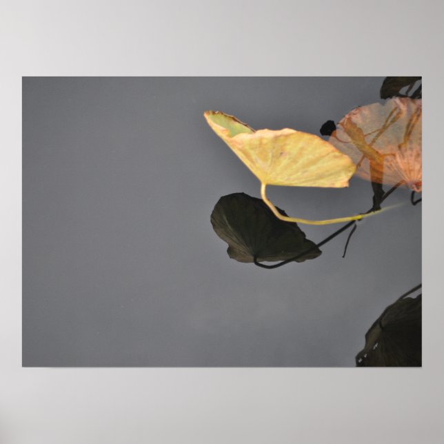 Water Lilies Poster (Front)